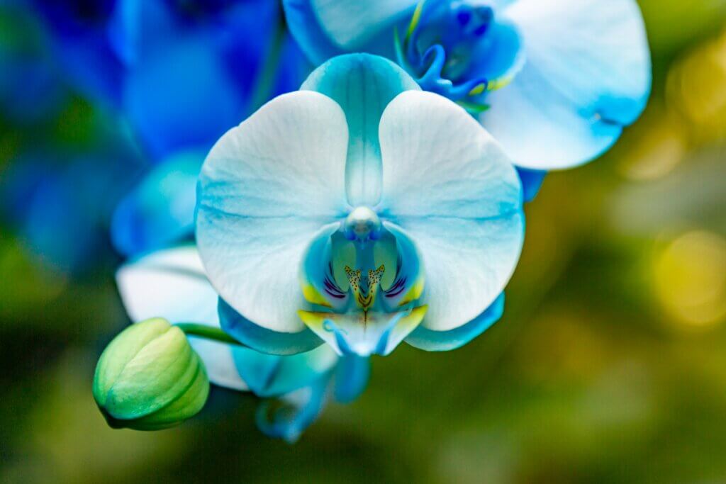 Blue orchid at the Festival of Orchids at Kew Gardens