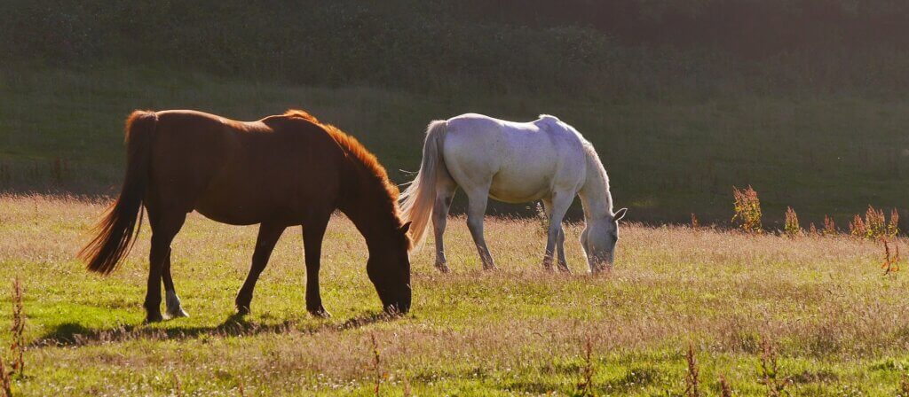 Horses in Epping Forest