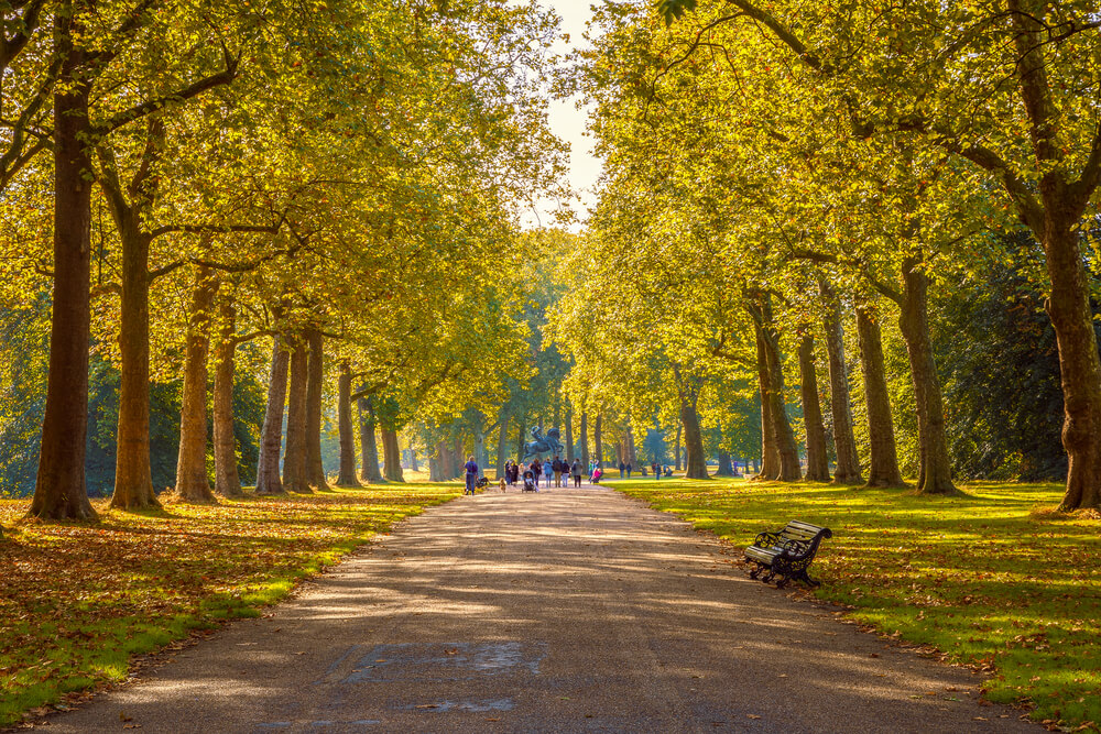 A tree-lined avenue in one of London Parks