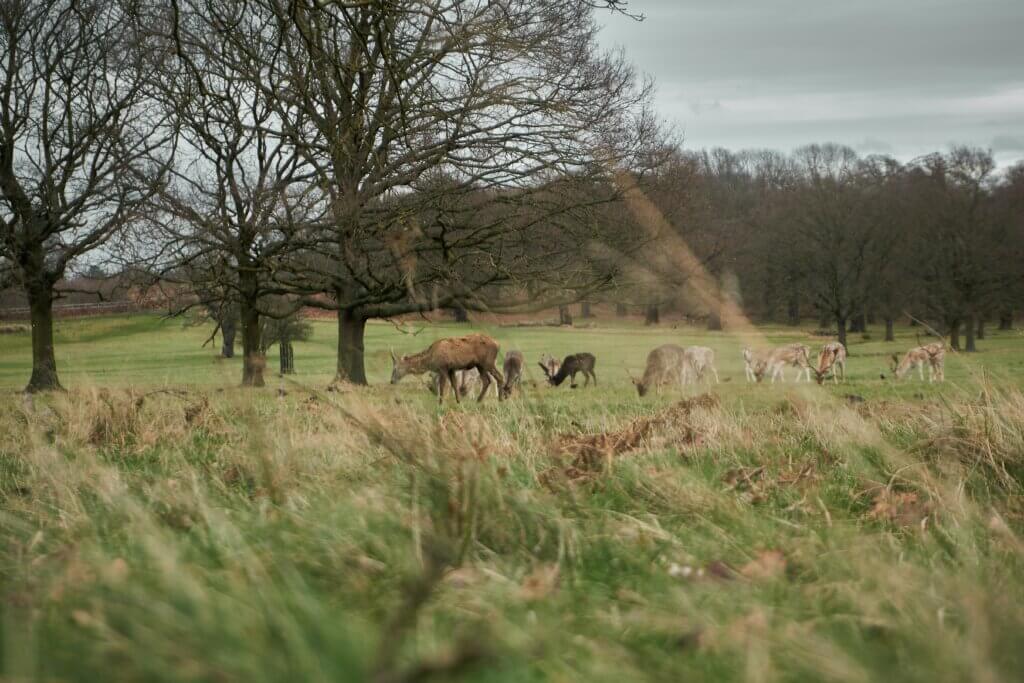 Deers in a woodland area in England