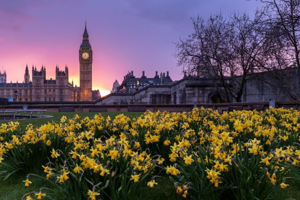 Big Ben at night time in the spring with daffodils