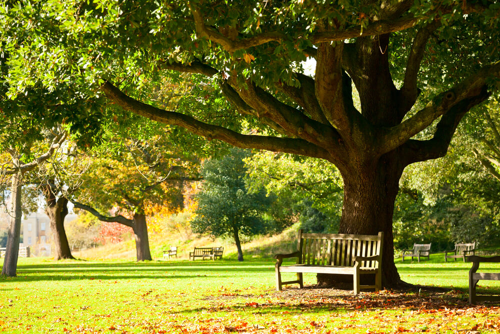 A bench under a tree in one of the Top 10 Parks in West London