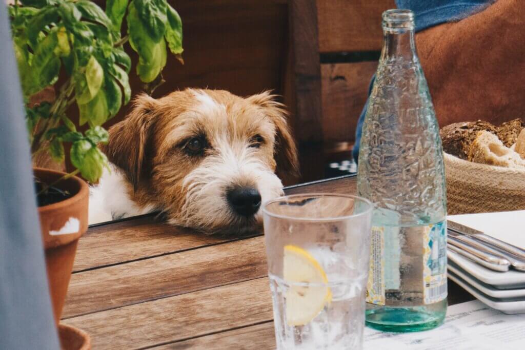 A dog sitting at a table at one of the top 10 best cute cafe's in London