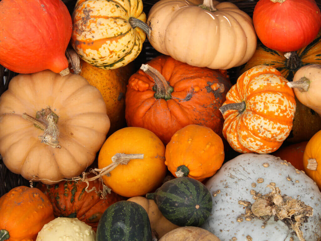 pumpkins in a pile ready to be picked in London
