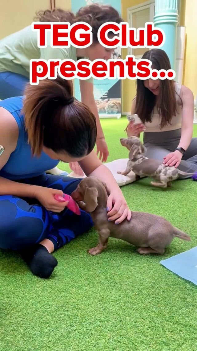 There are few better ways to relax and reset than yoga with some furry, four-legged friends 🐶 🙌 🧘‍♀️ 

Thanks to TEG Club for this amazing wellness boosting initiative.💚 

It made our day! 🤩 💫 
.
.
.
.
.
.
#yoga #puppyyoga #mentalhealth #mentalhealthawareness #studentmentalhealth #wellbeing #studentwellbeing #students #tegclublondon #yogatime